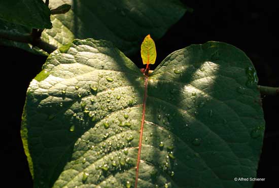 Bilder Kiesgrube