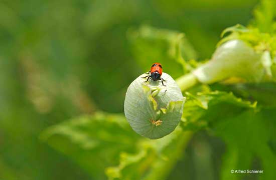 Bilder Kiesgrube